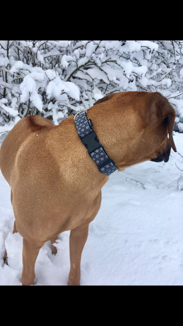 Hundehalsband