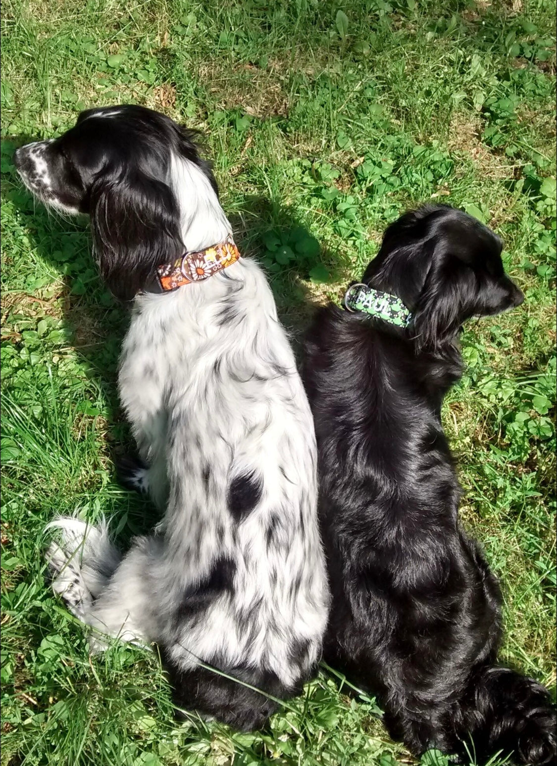 Hundehalsband