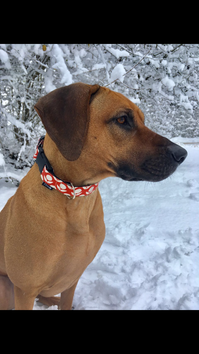 Hundehalsband