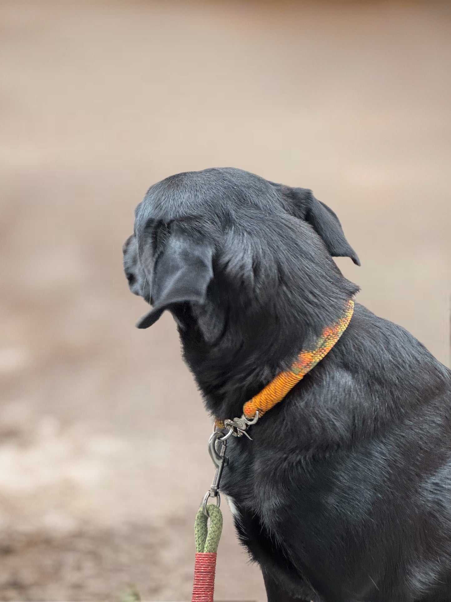 Hundehalsband individuell - Robust & Komfortabel für Ihren Vierbeiner