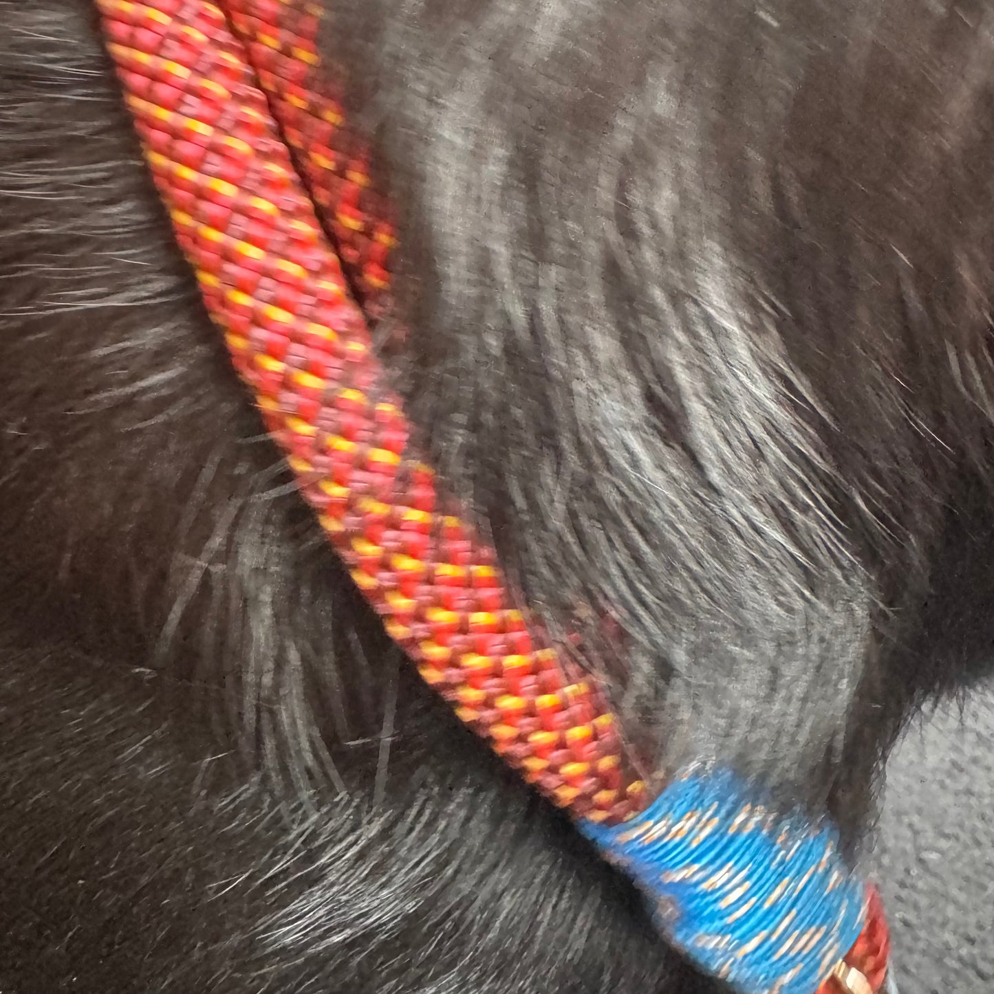 Hundehalsband individuell - Robust & Komfortabel für Ihren Vierbeiner
