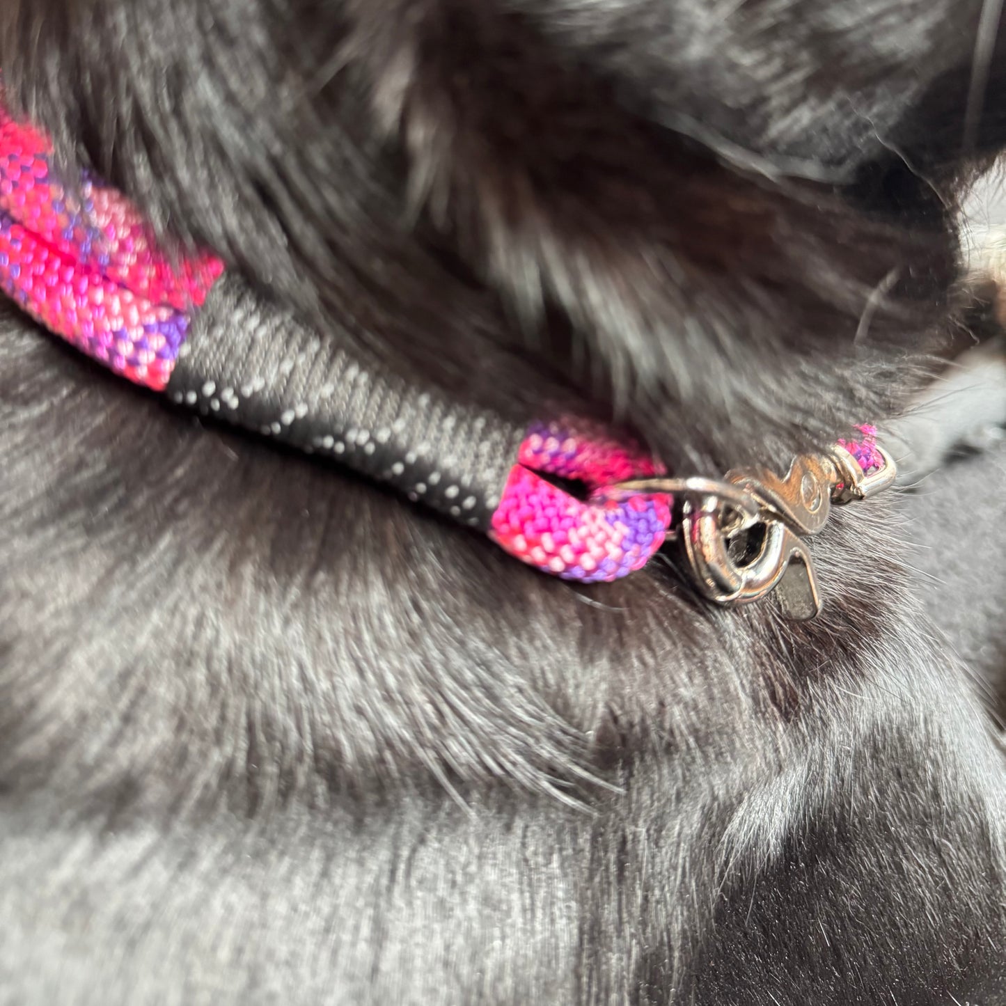 Hundehalsband individuell - Robust & Komfortabel für Ihren Vierbeiner